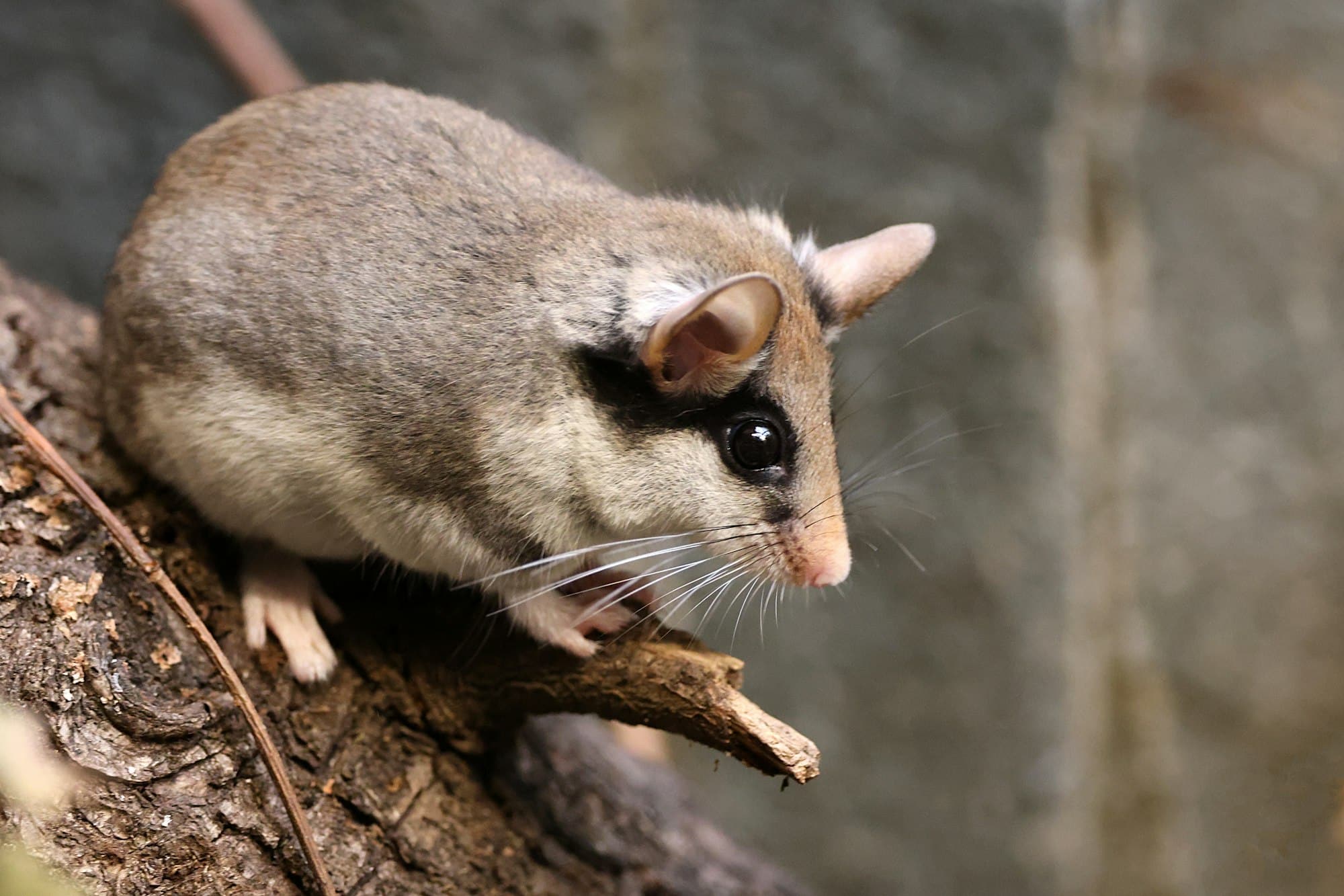 mythes courants sur les nuisibles