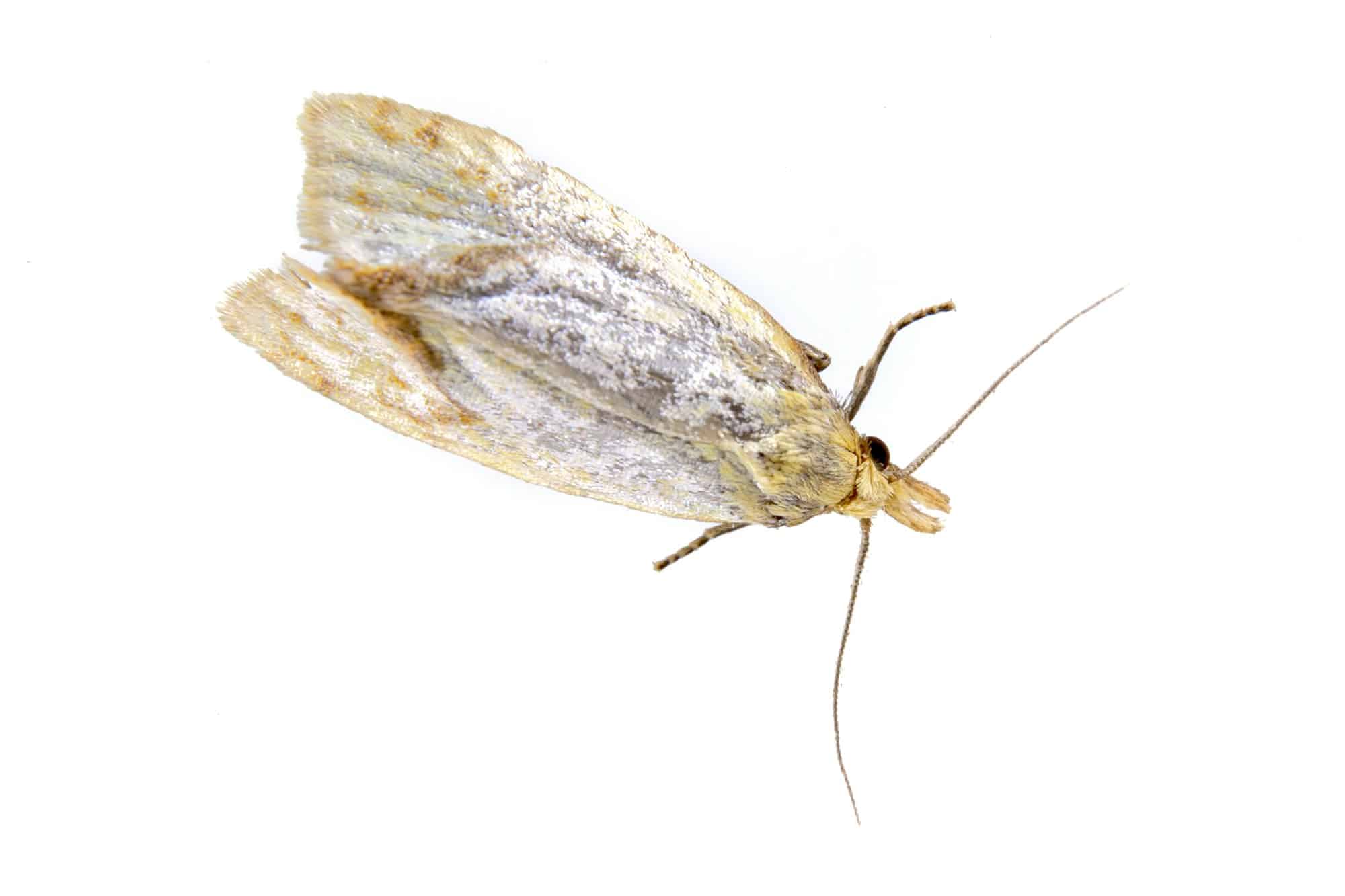 bien se débarrasser des mites