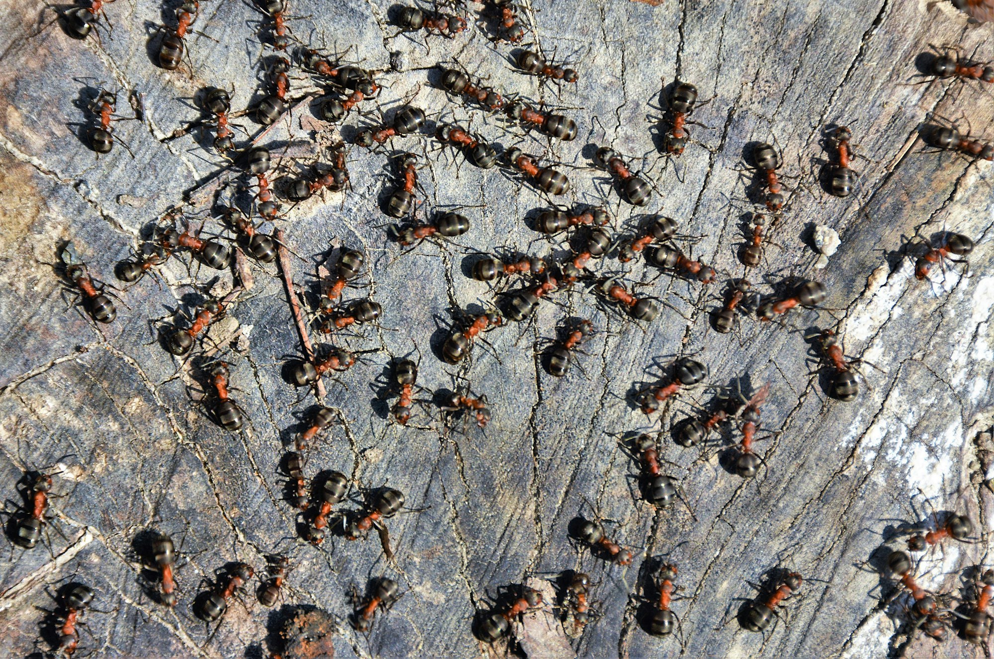 se débarrasser des fourmis