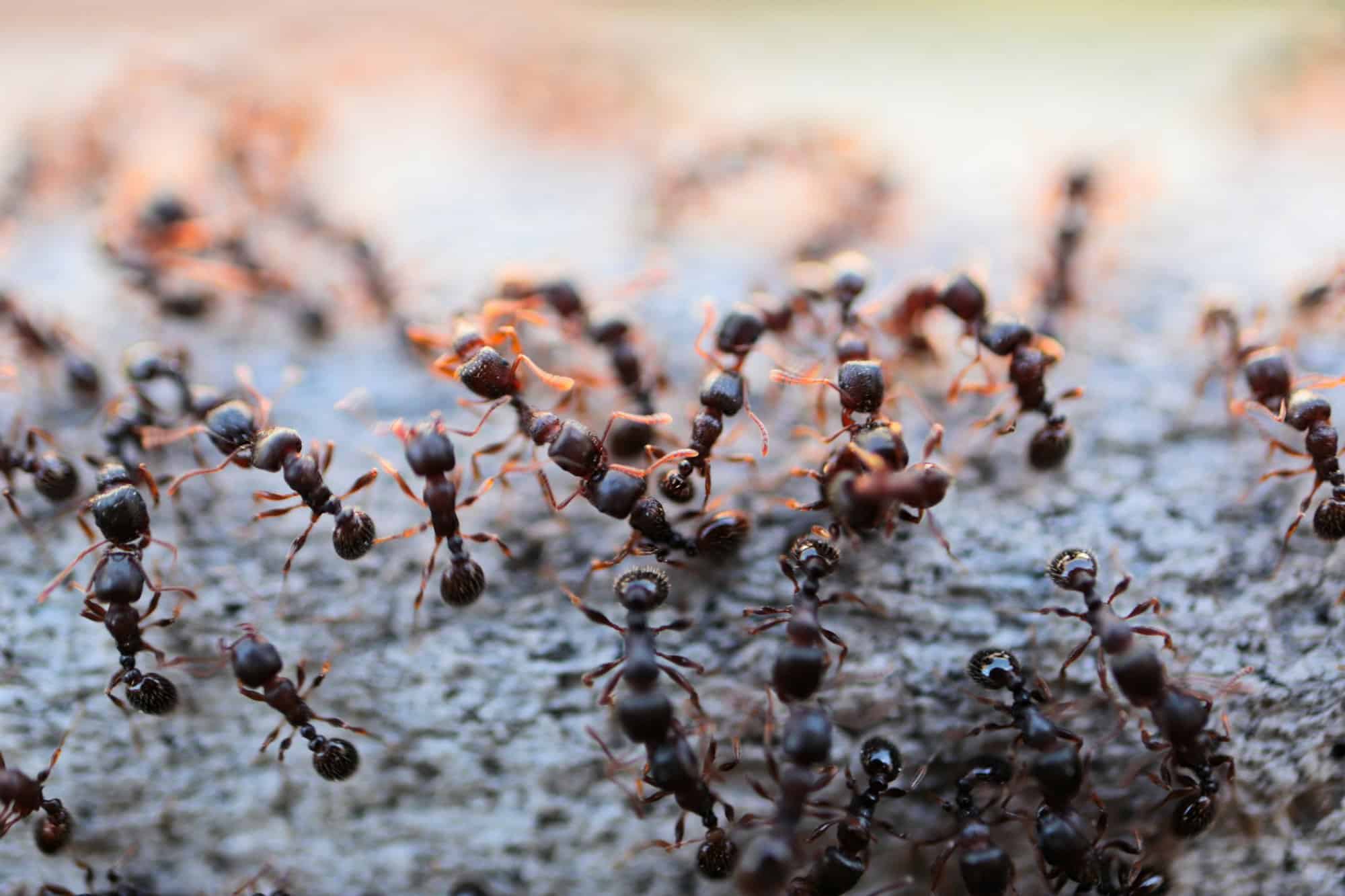 se débarrasser des fourmis