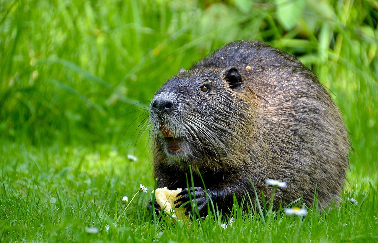 Un ragondin dans l’herbe