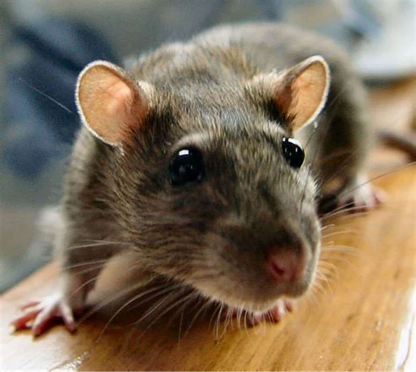 rat