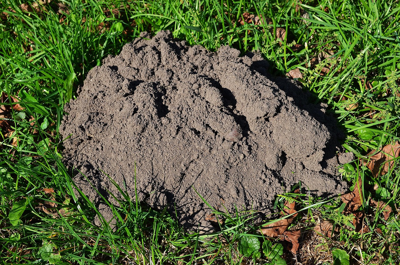 comment se débarrasser des taupes