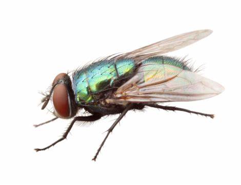 lutter contre une invasion de mouches