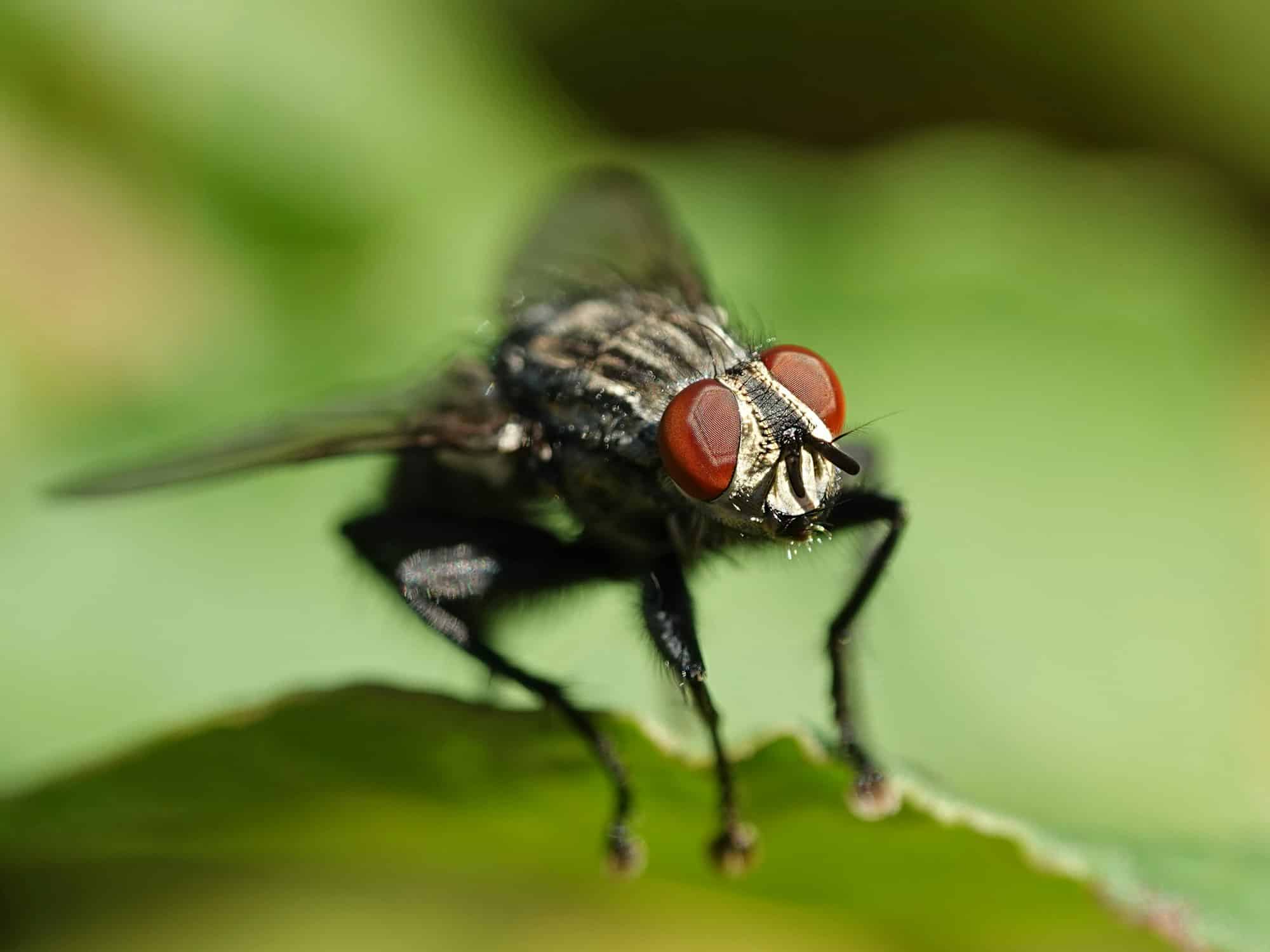 Se débarrasser des mouches en été