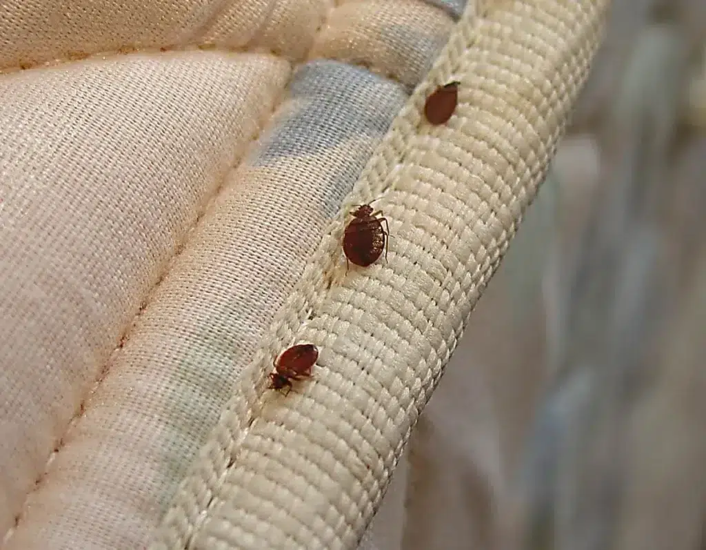 Une punaise de lit sur un textile