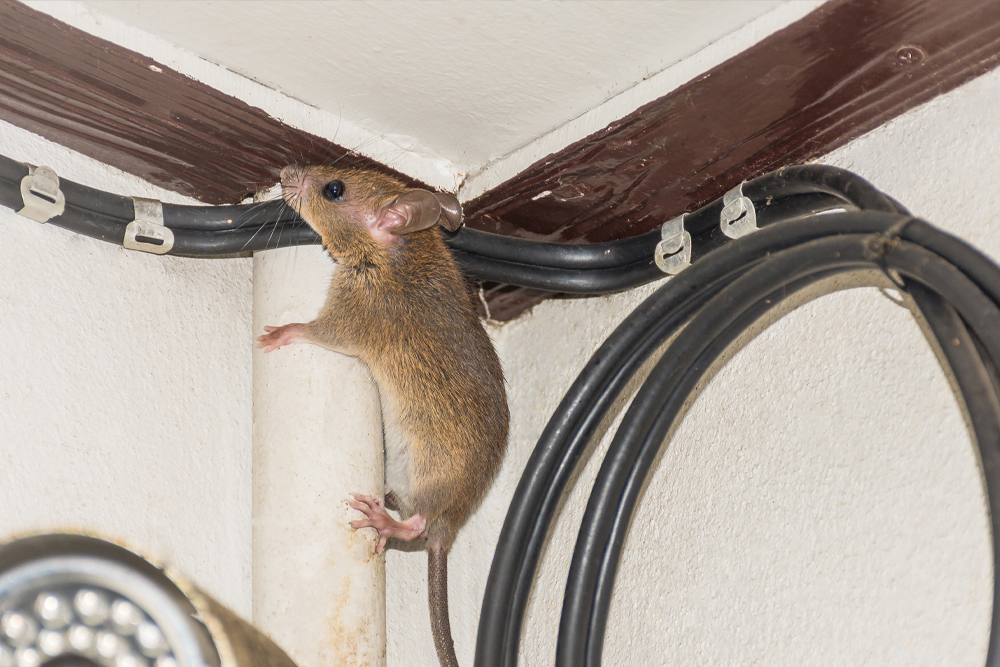Un rat