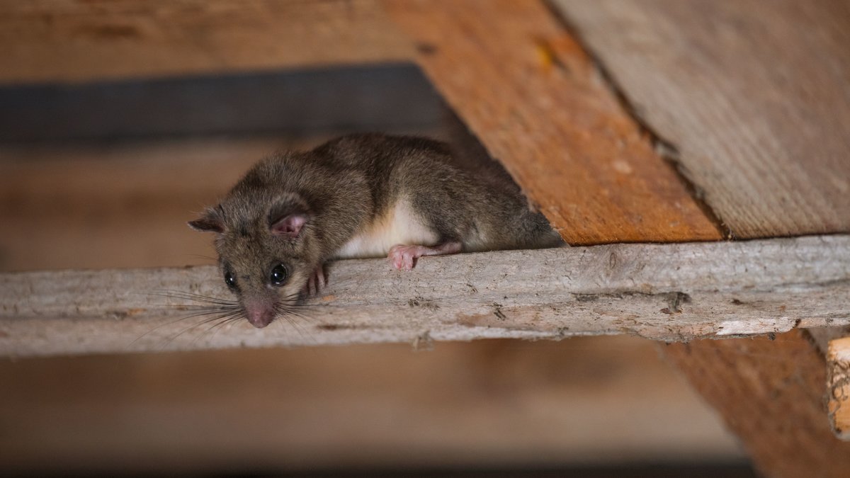 Un loir posé sur une poutre dans des combles