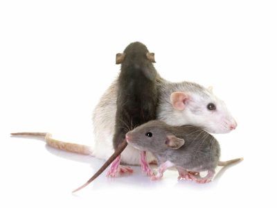 rat